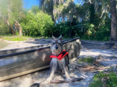 Schnauzer approved