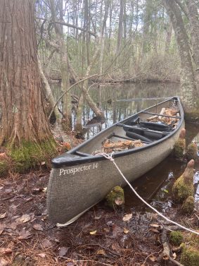 Collecting firewood in the swamp